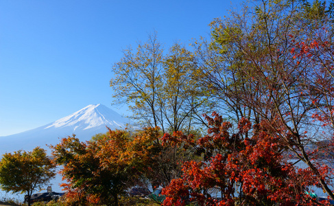 富士山和枫树