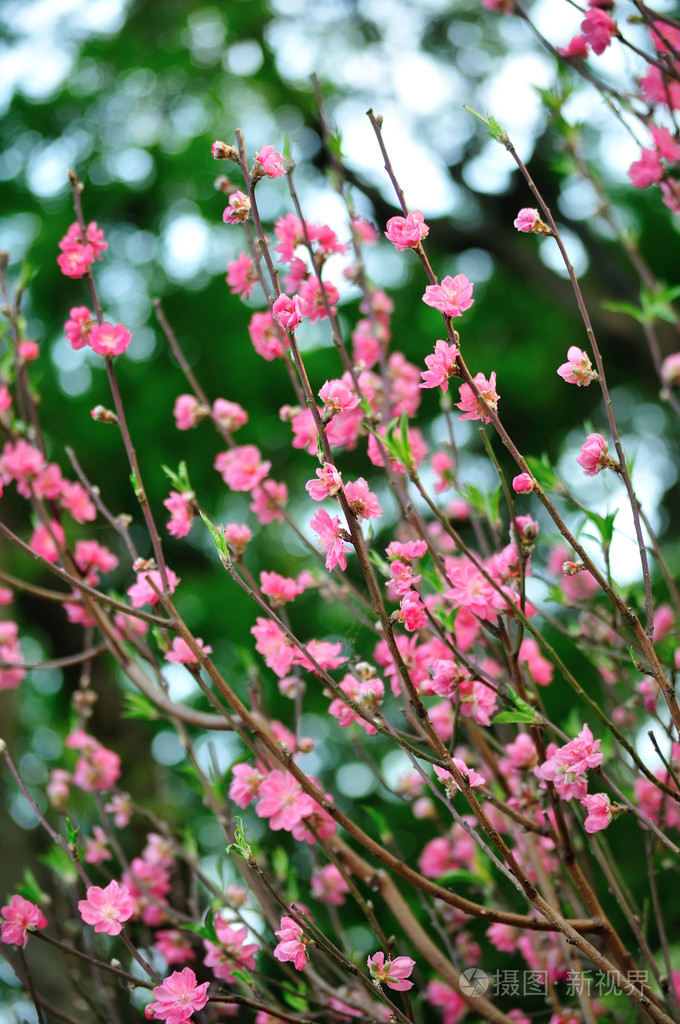 盛开在春天用粉色的花树照片