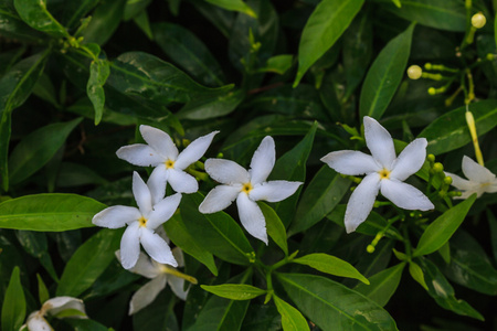 阿连斯基茉莉花图片