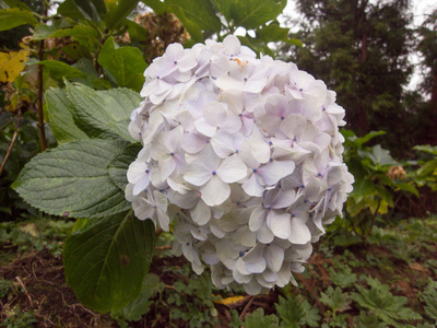 在森林里的白花