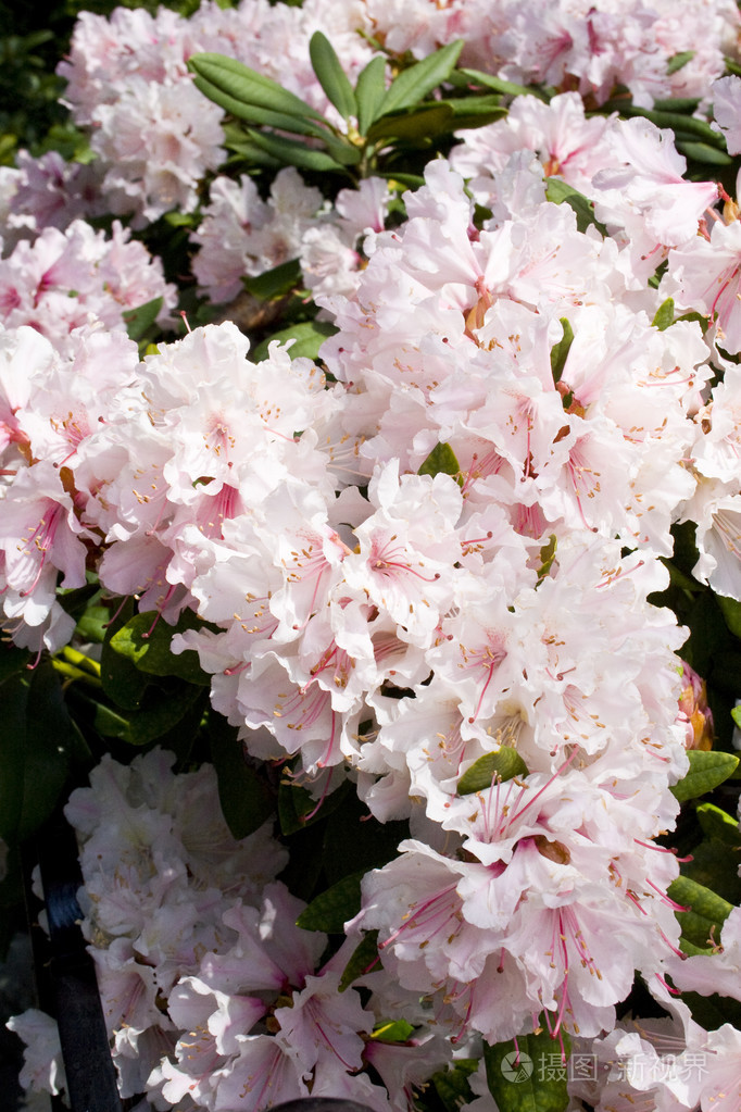 杜鹃照片-正版商用图片1h7bv6-摄图新视界