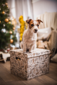 杰克罗素梗犬狗圣诞节，新年，