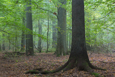 老橡树在秋天雾气弥漫的森林