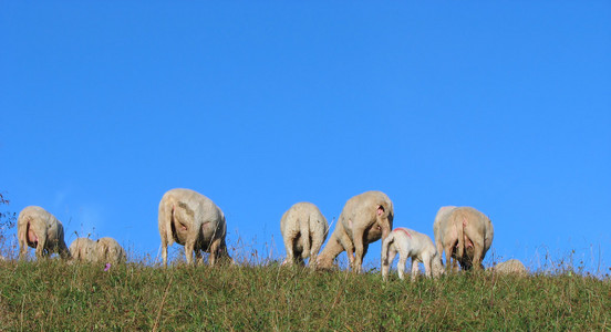 绵羊和山羊在山上放牧的羊群