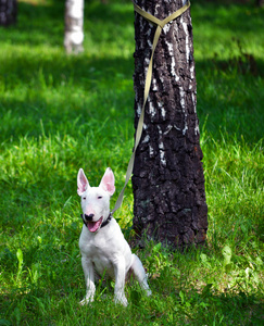 小小的白狗 bullterrier 皮带附近的树上