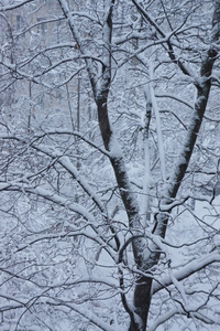 雪中的树