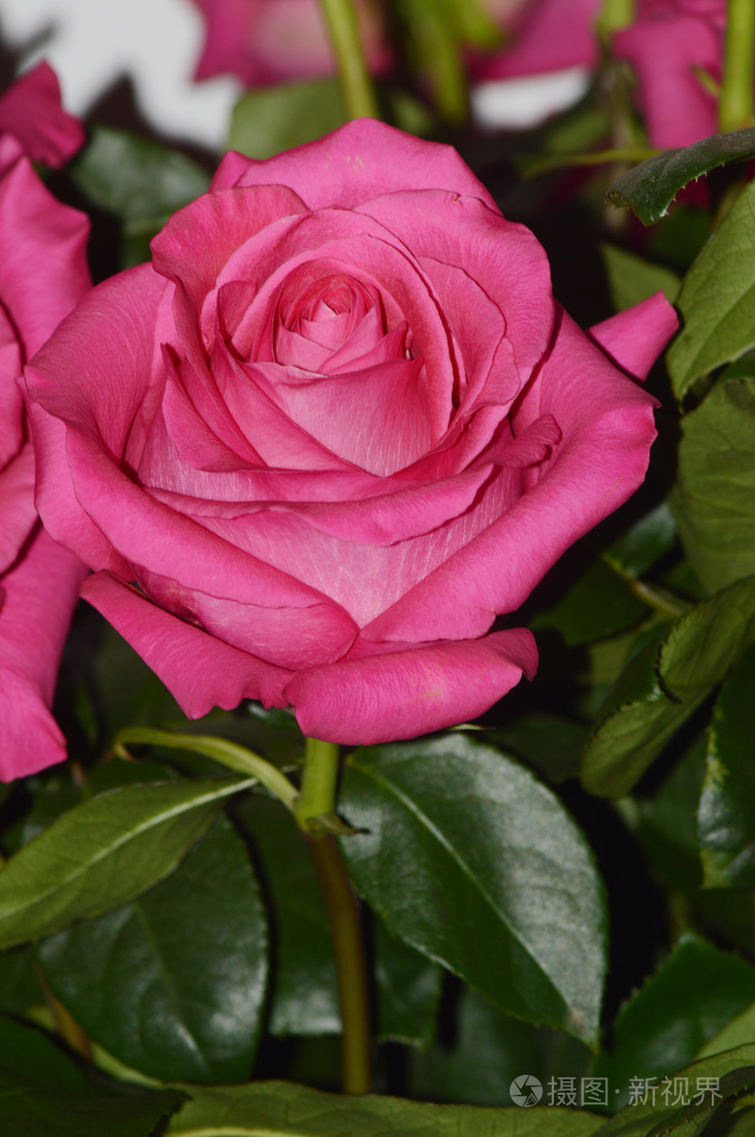 粉红玫瑰粉红弗洛伊德非常美丽