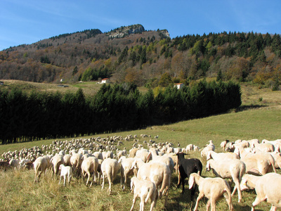 大群绵羊和山羊放牧高山草甸