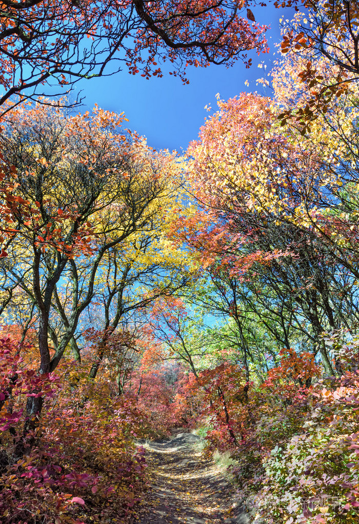 可爱多彩的秋天的树林