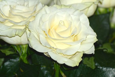 许多白色玫瑰，有着令人兴奋的香气