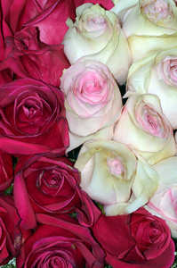 许多粉红色和红色的玫瑰花