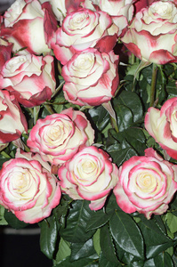 许多白玫瑰，红色，紫色，边缘，令人兴奋的香气