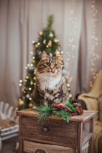 狸花猫戏剧 爪子 假日