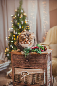 狸花猫戏剧 爪子 假日