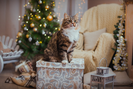 狸花猫戏剧 爪子 假日