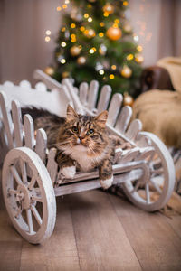 狸花猫戏剧 爪子 假日