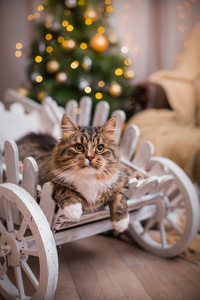 狸花猫戏剧 爪子 假日