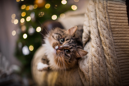 狸花猫戏剧 爪子 假日