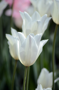 五月花坛上的两片白色郁金香图片