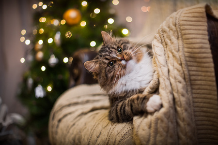 狸花猫戏剧 爪子 假日