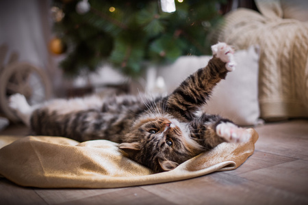 狸花猫戏剧 爪子 假日