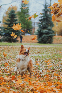 听话的狗品种边境牧羊犬。肖像，秋天，大自然，技巧，培训