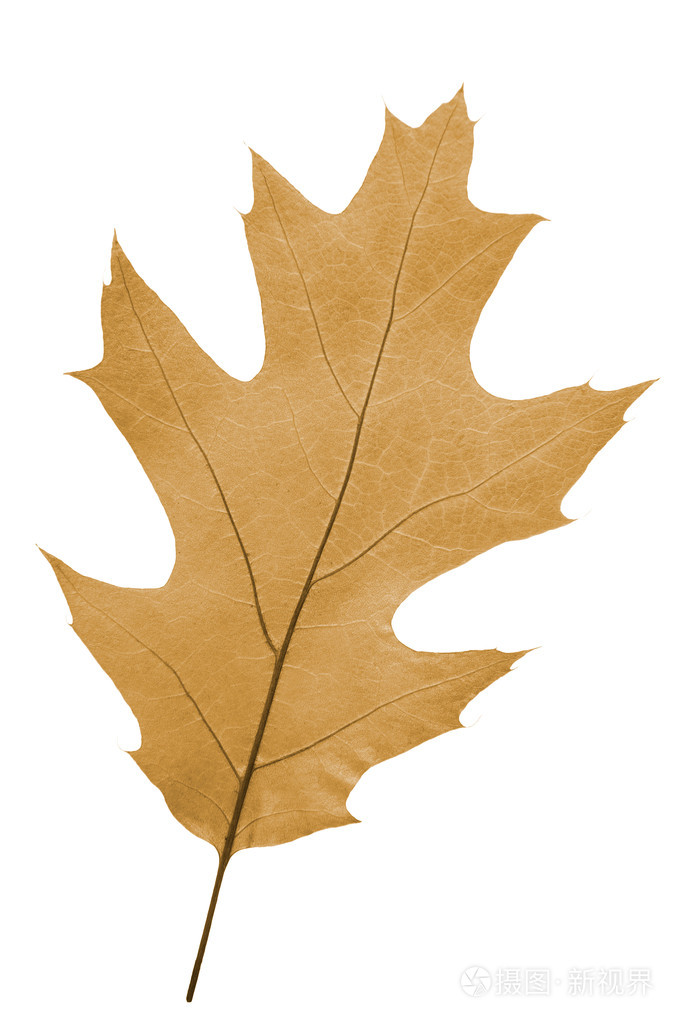 作为秋天象征的橡树叶