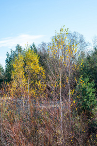 森林树木在秋天的颜色在农村