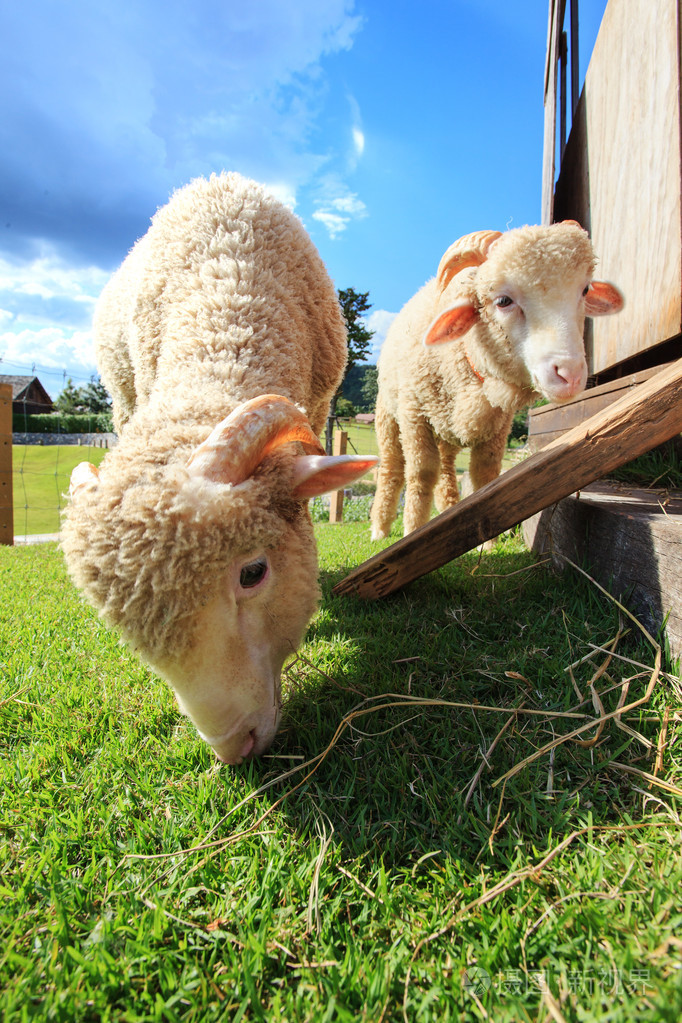 关闭了美利奴羊吃草牧场的字段中的脸