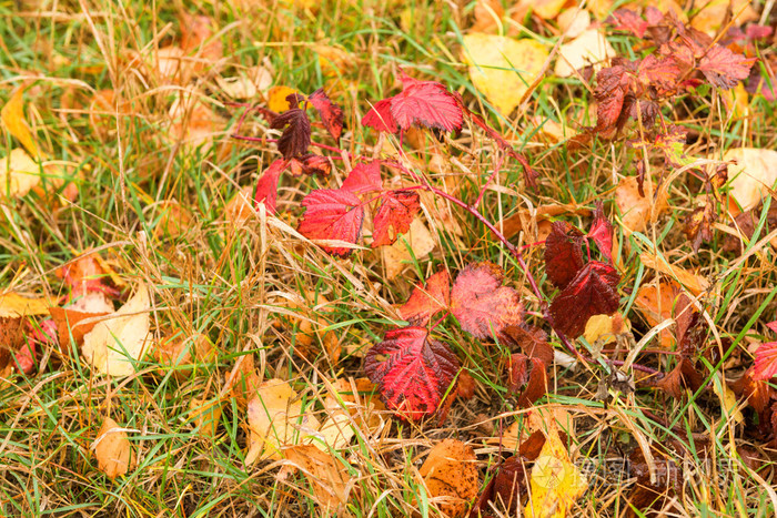 湿的秋叶雨后地上