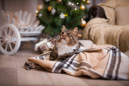 狸花猫戏剧 爪子 假日