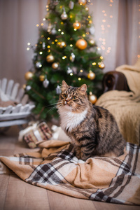 狸花猫戏剧 爪子 假日