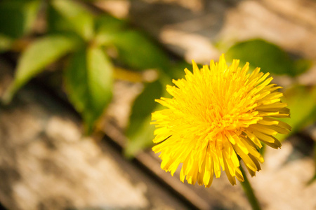 在桌子上的 dandelion