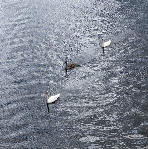 天鹅与家庭游在 triver 莱茵河