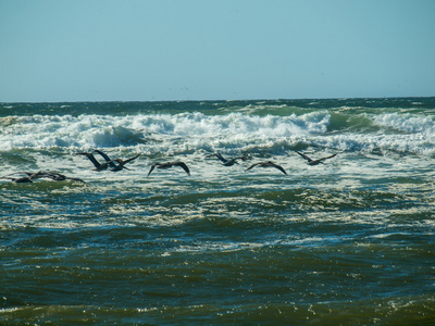 在海浪上飞行的海鸟
