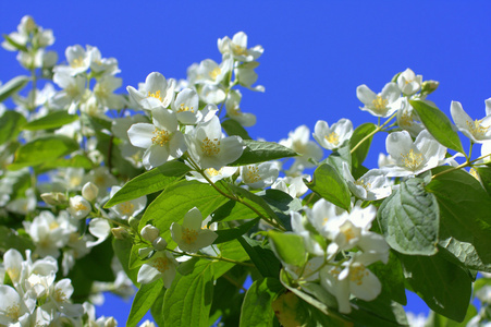 茉莉花