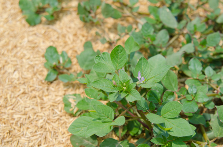 绿色的植物叶