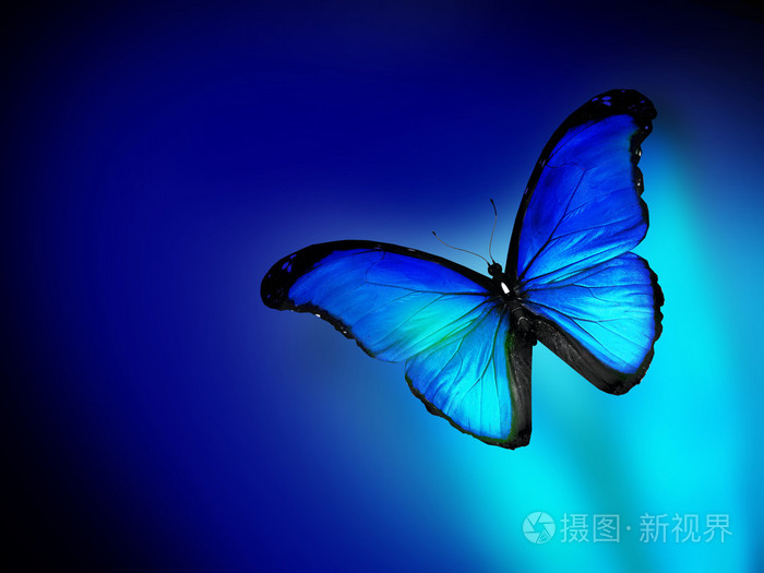 蓝蝴蝶