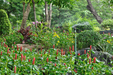 美丽的鲜花在公共花园