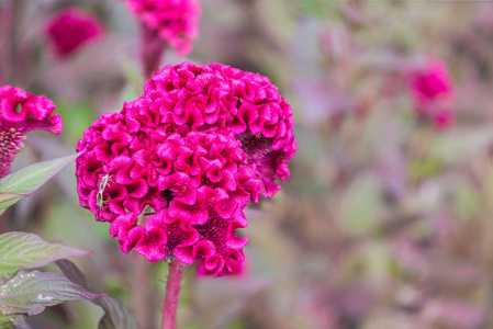 羽毛的粉红色鸡冠花花