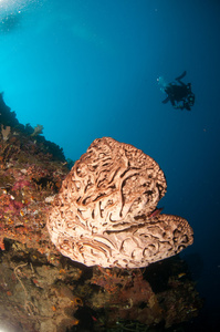 巨人海绵 Petrosia lignosa 是原产于印度尼西亚的哥伦。其长达 3 米的高度。它被称为的萨尔瓦多  达利