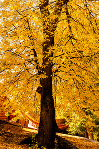 丰富多彩的树叶在秋天的公园