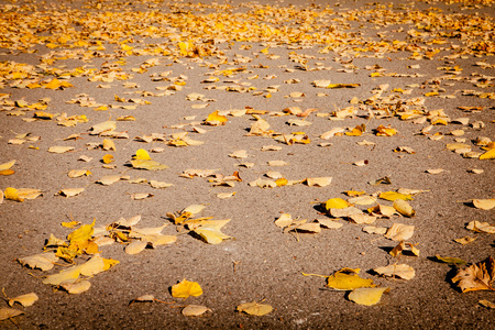 石头路和黄色落叶在地面在城市 pa秋季景观与一棵大树在秋天和树的