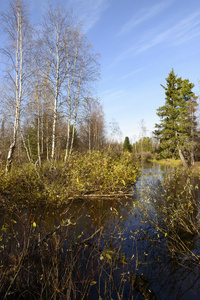 树木在俄罗斯北部的河景区秋季景观