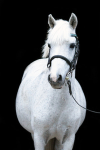 灰色可爱的小马肖像与马笼头