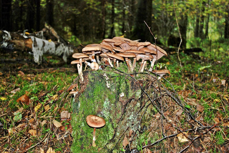 森林与残端和蘑菇的秋天景色