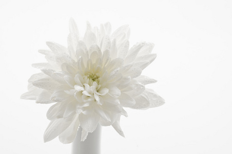 单菊花单个白菊花在白色的背景照片