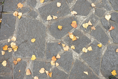 秋干多姿多彩的树叶铺就人行道图片