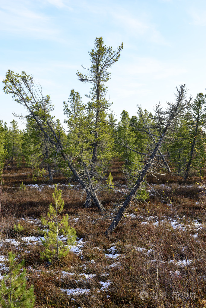 俄罗斯西伯利亚针叶林的秋天风景林景观