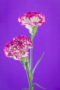 两个香石竹花设计紫色背景